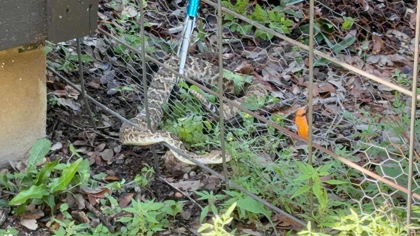 MB Wildlife Control, photo 4