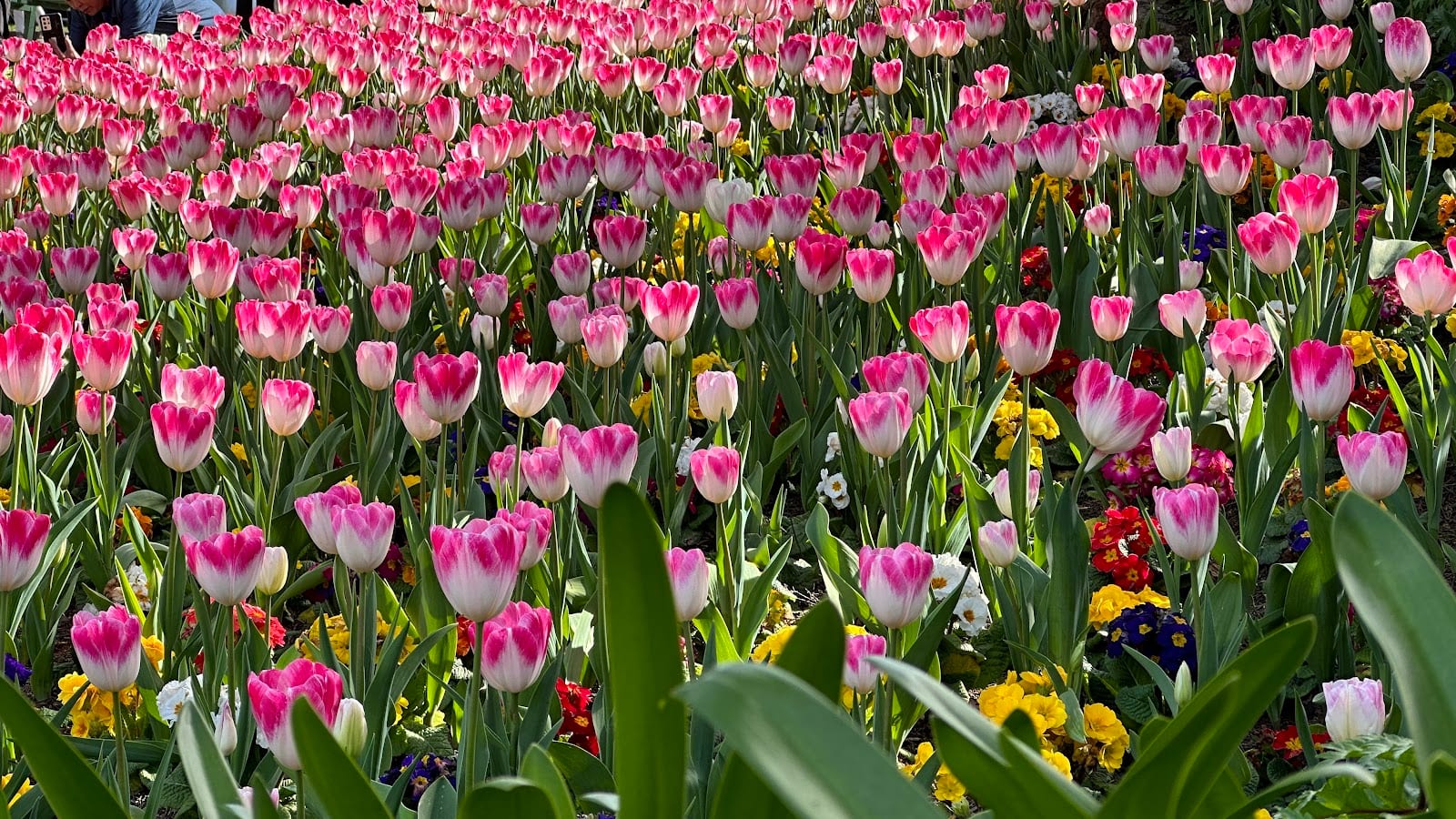 Queen Wilhelmina Garden, photo 3