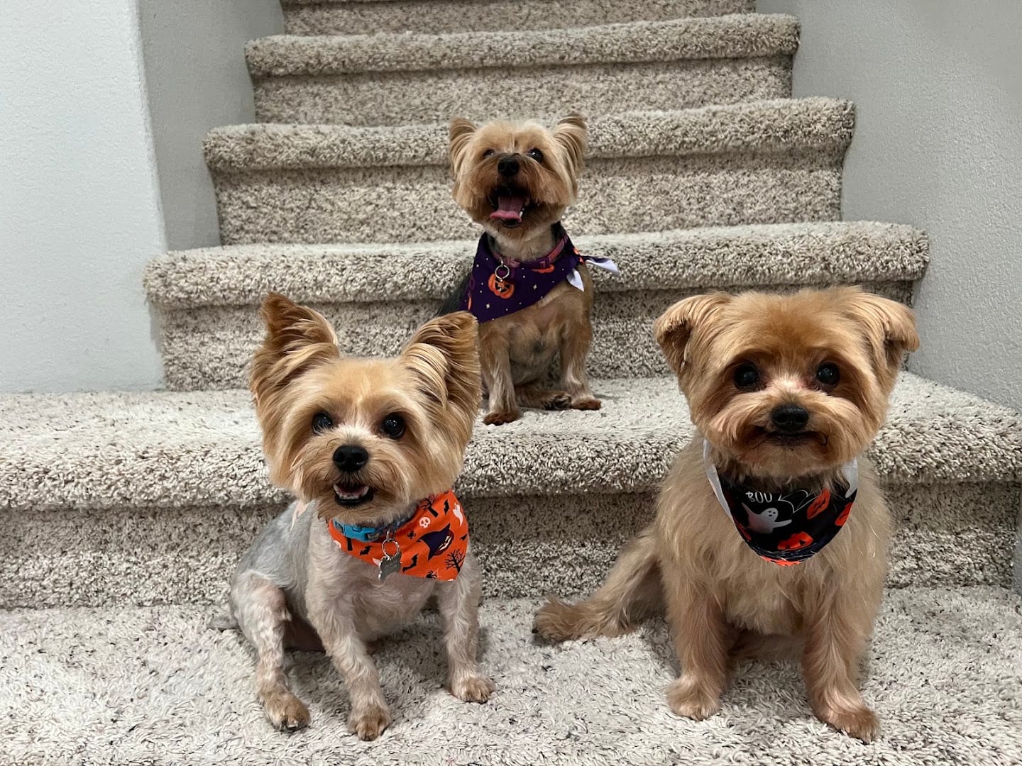 PinkPaw Pet Salon, photo 4