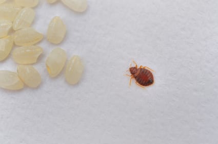 Bed Bug Exterminator San Francisco, photo 2