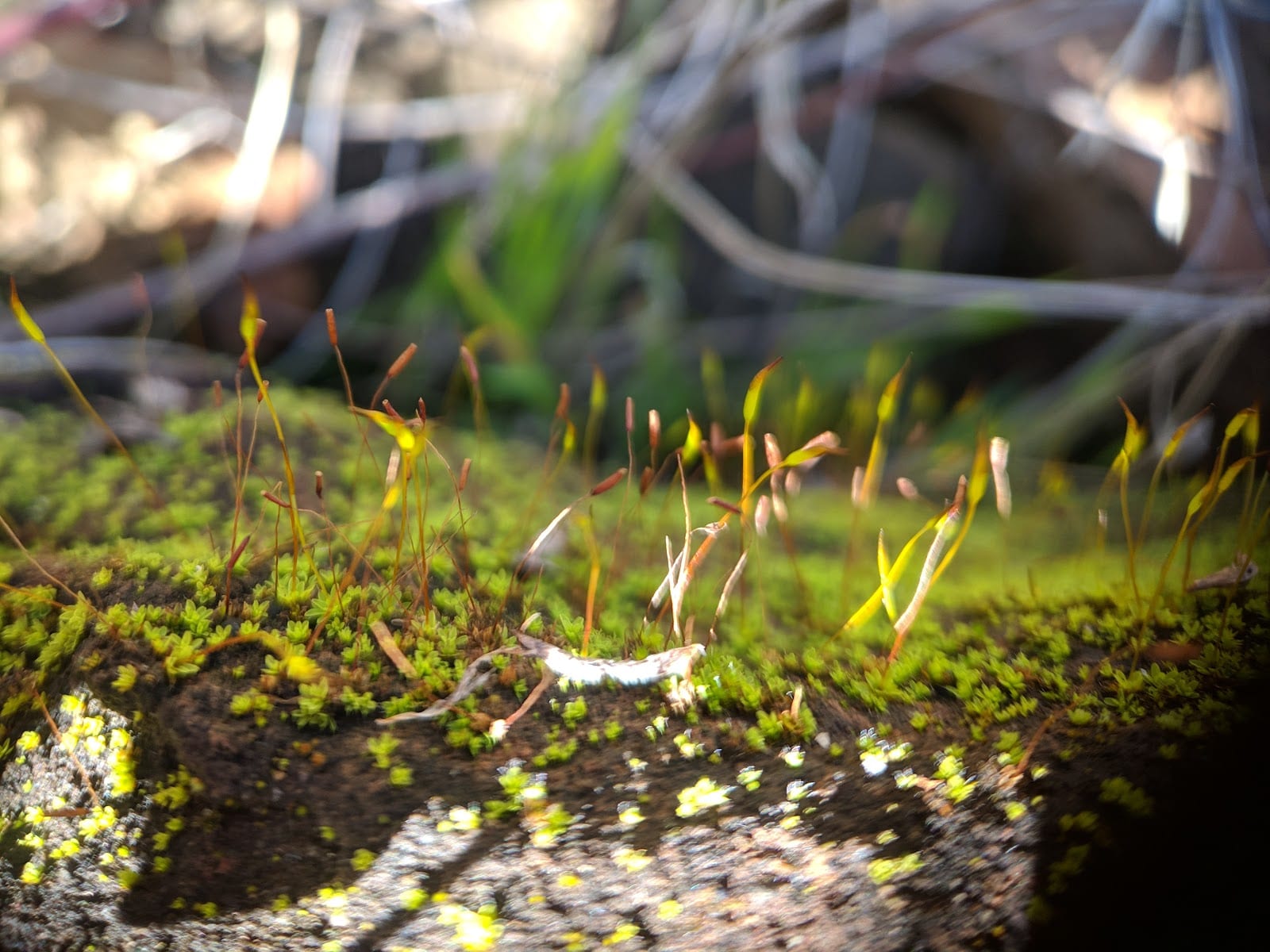 Quail Ridge Natural Reserve