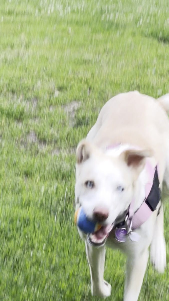 Cassels Avenue Dog Park, photo 3