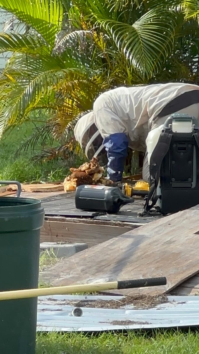 Russell Bee & Hornet Removal, photo 4