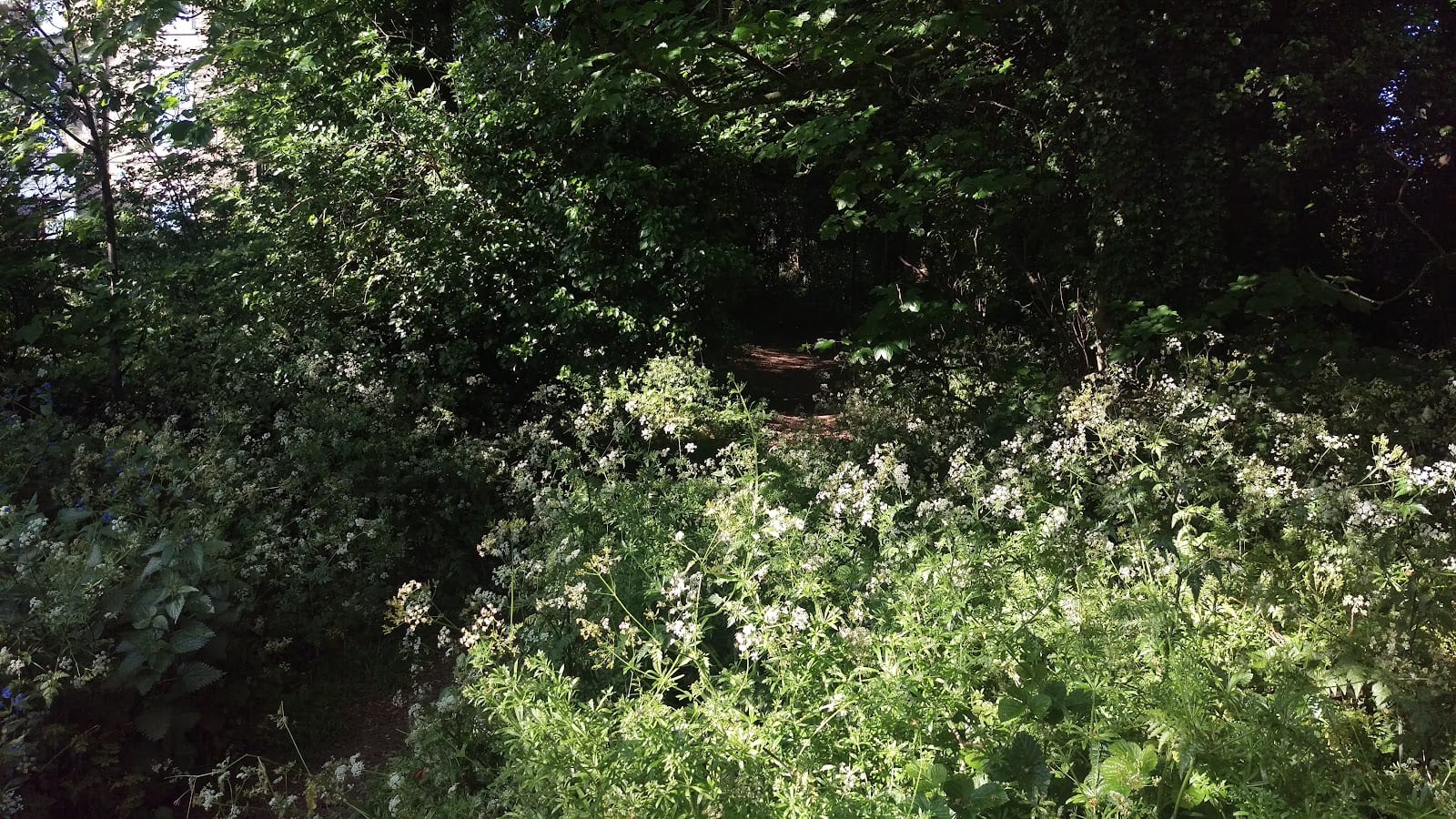 Clapham Wood, photo 3