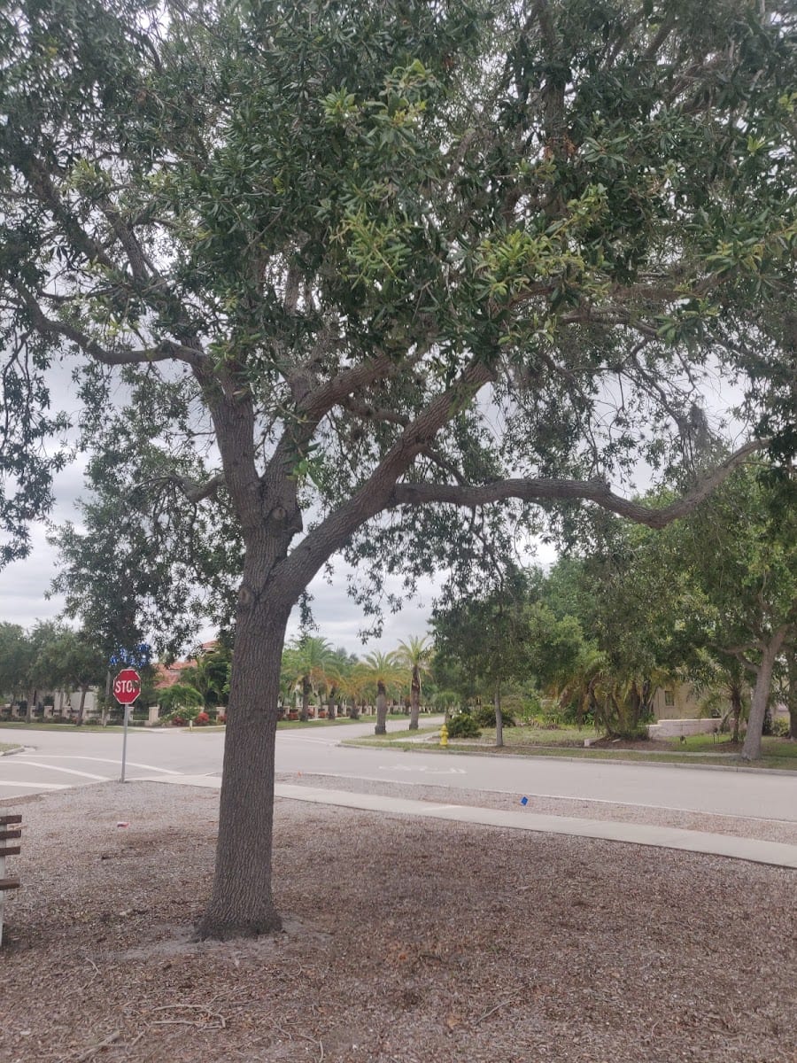 Pocket Park at Pensacola Rd