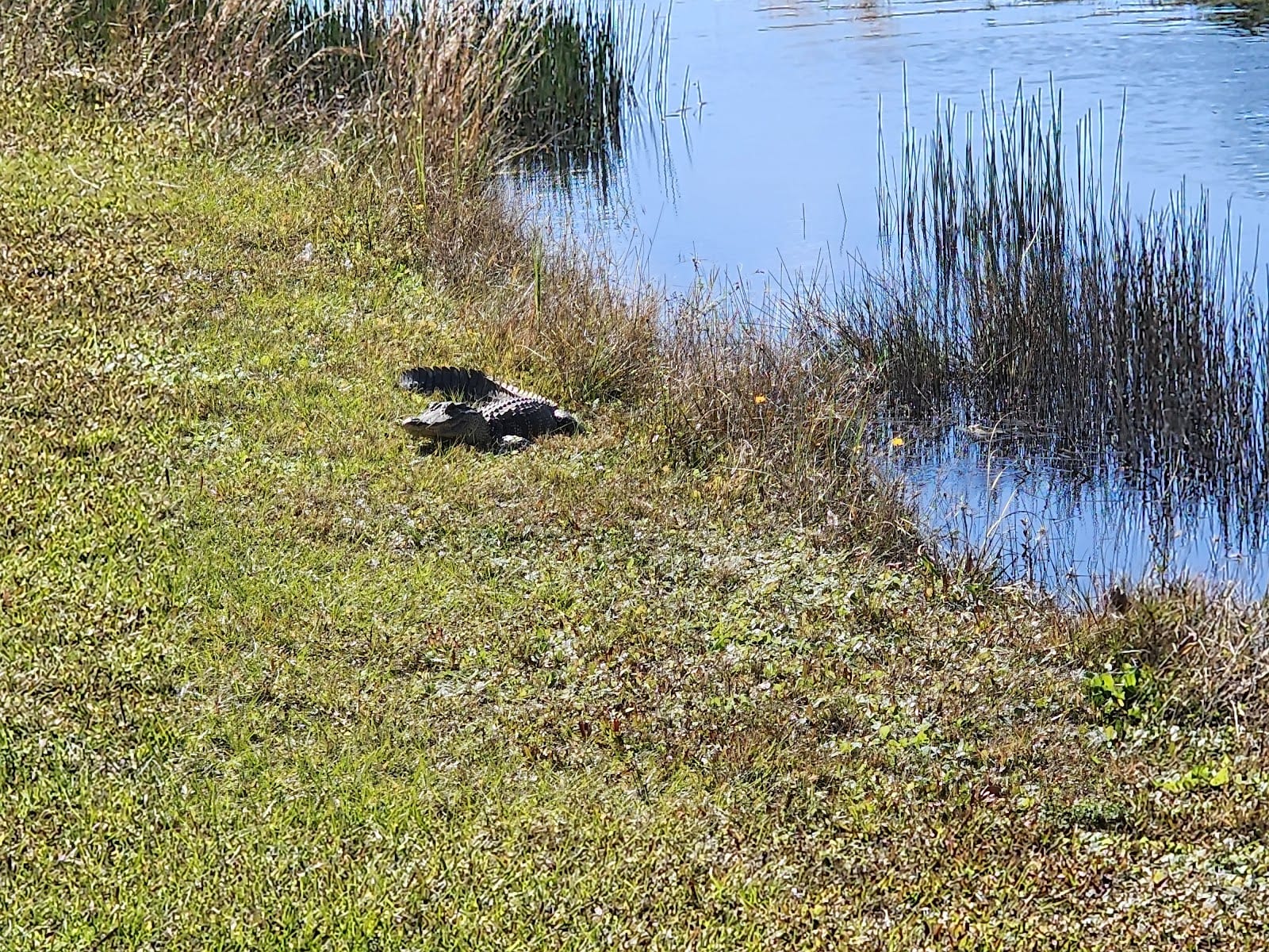 Rotonda Community Park And Preserve-tennis courts, photo 2