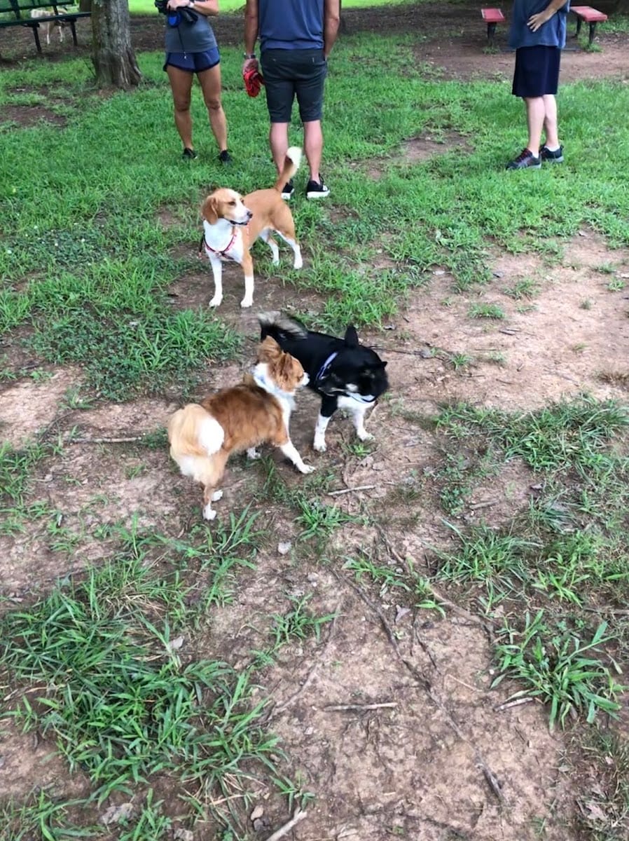 Mill Creek Dog Park