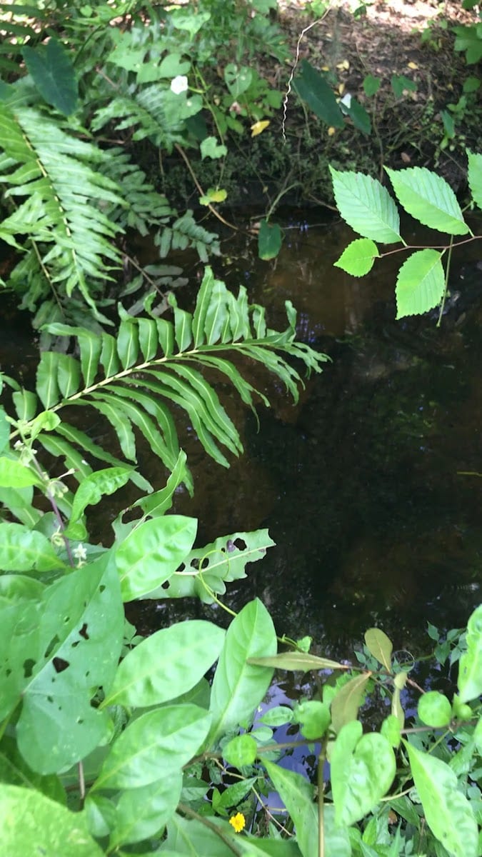 Pinecraft Park, photo 2