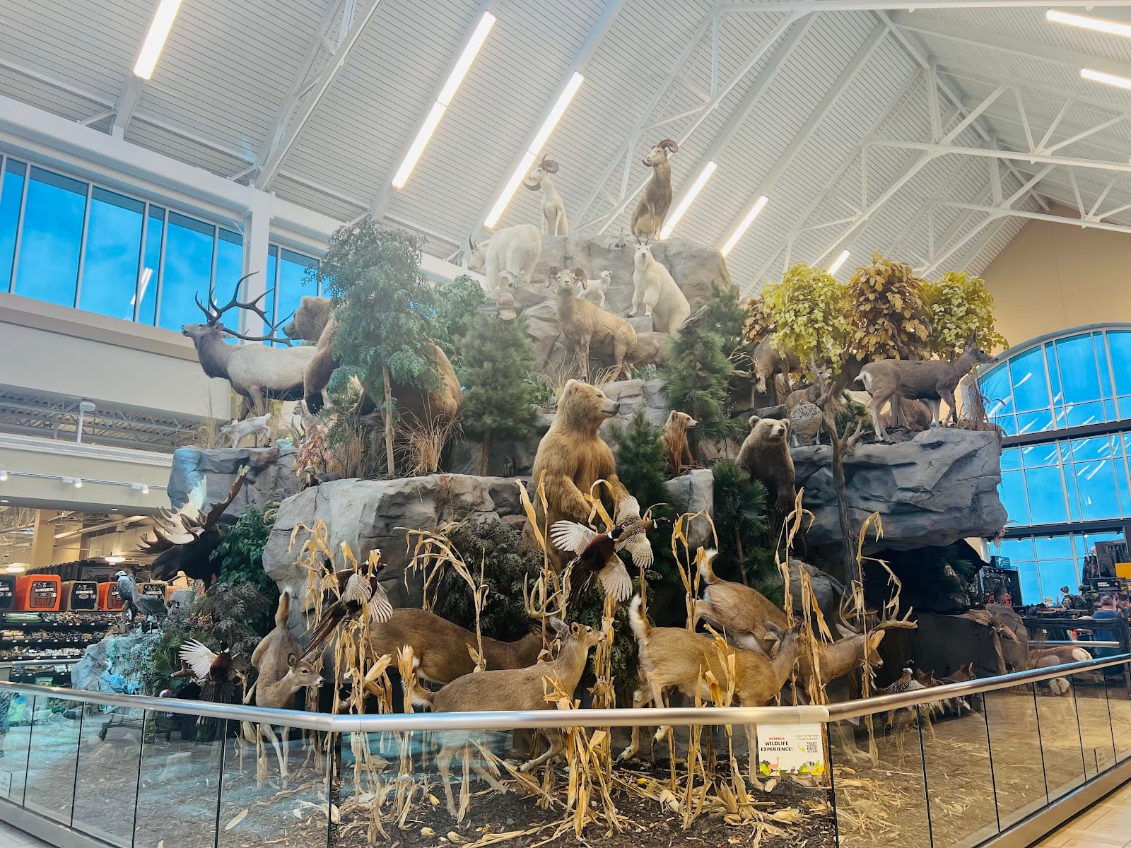 Ginna's Café @ SCHEELS, photo 3