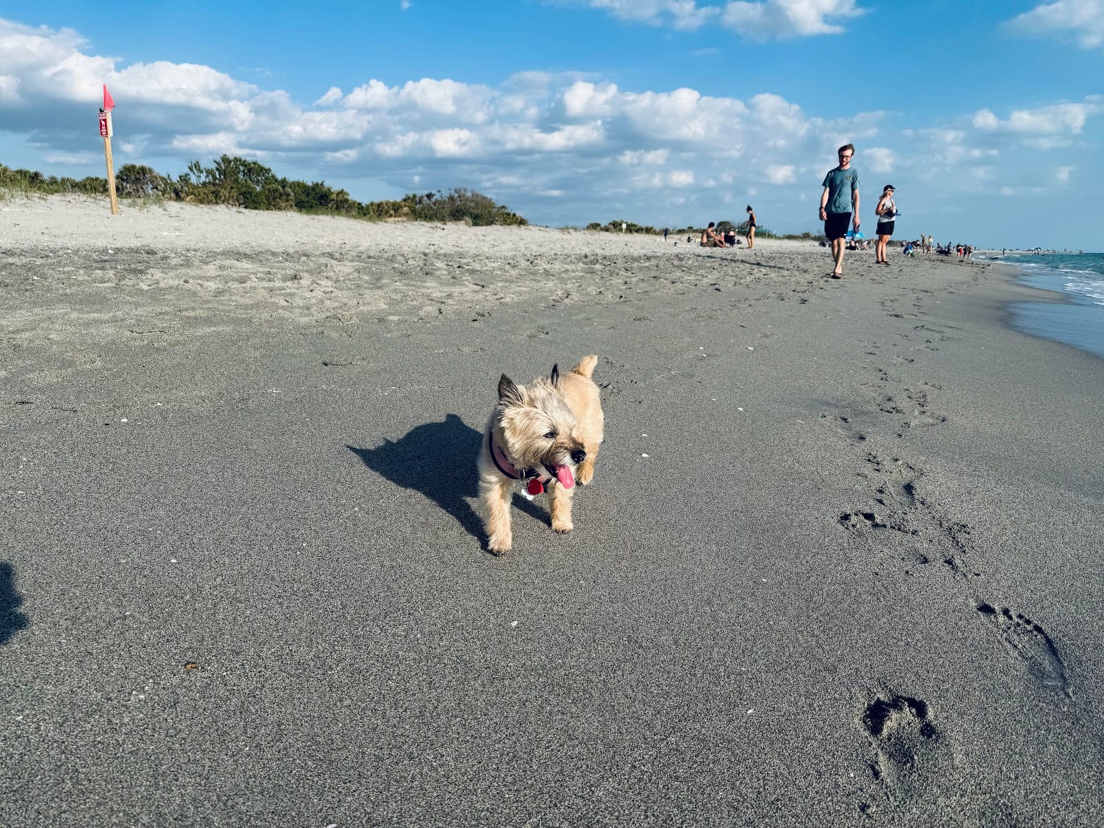 Brohard Paw Park
