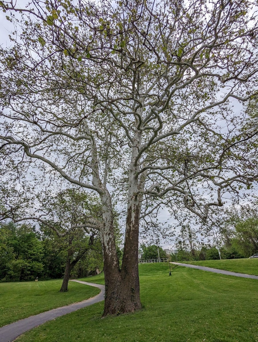 Swinney Park, photo 4