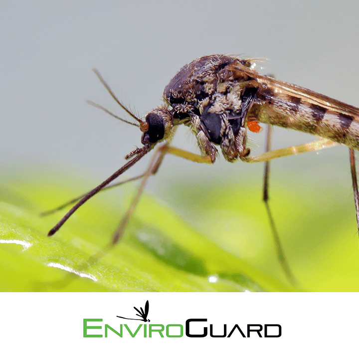 EnviroGuard Pest Control, photo 4