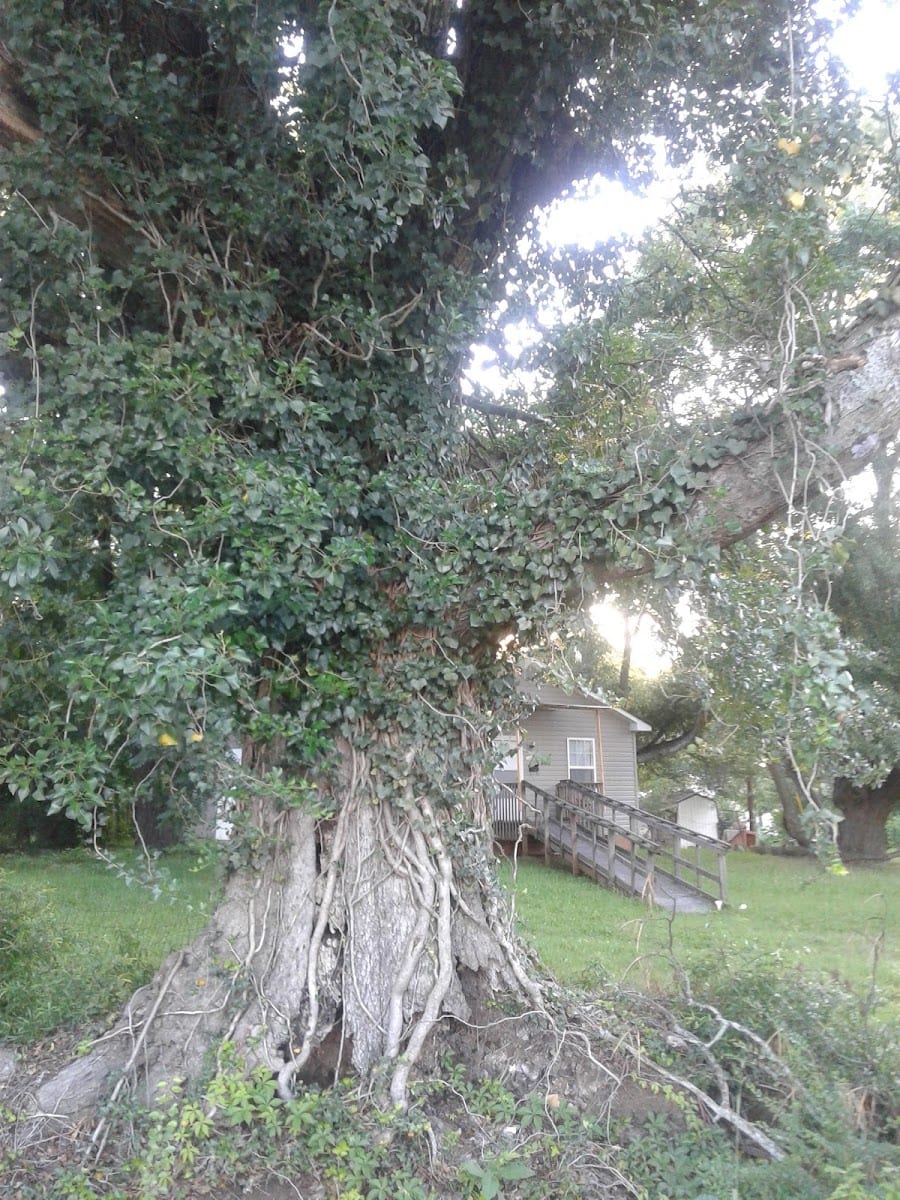 Honea Path Recreation, photo 2