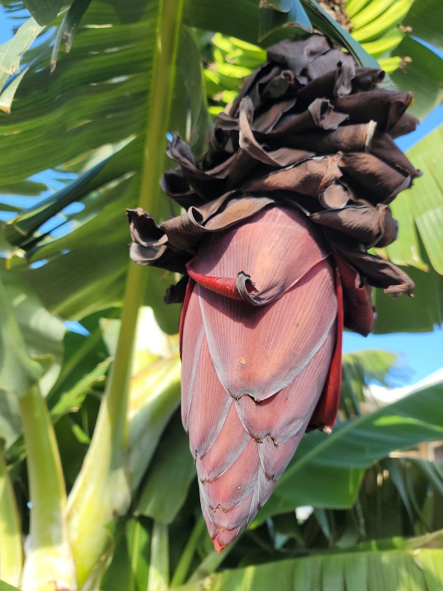 Hawaii Kai J Salon & Spa