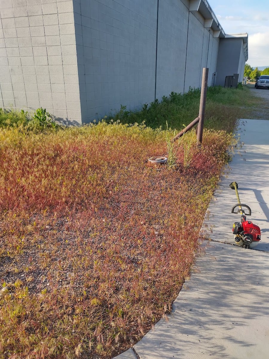 Cazares lawn care, photo 4