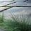 Madroño Landscape Design Studio