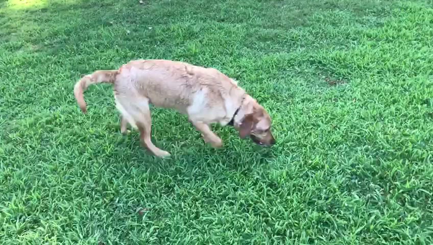 Wiggly Field Dog Park, photo 2