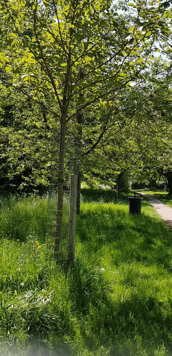Victoria Playing Fields, photo 2