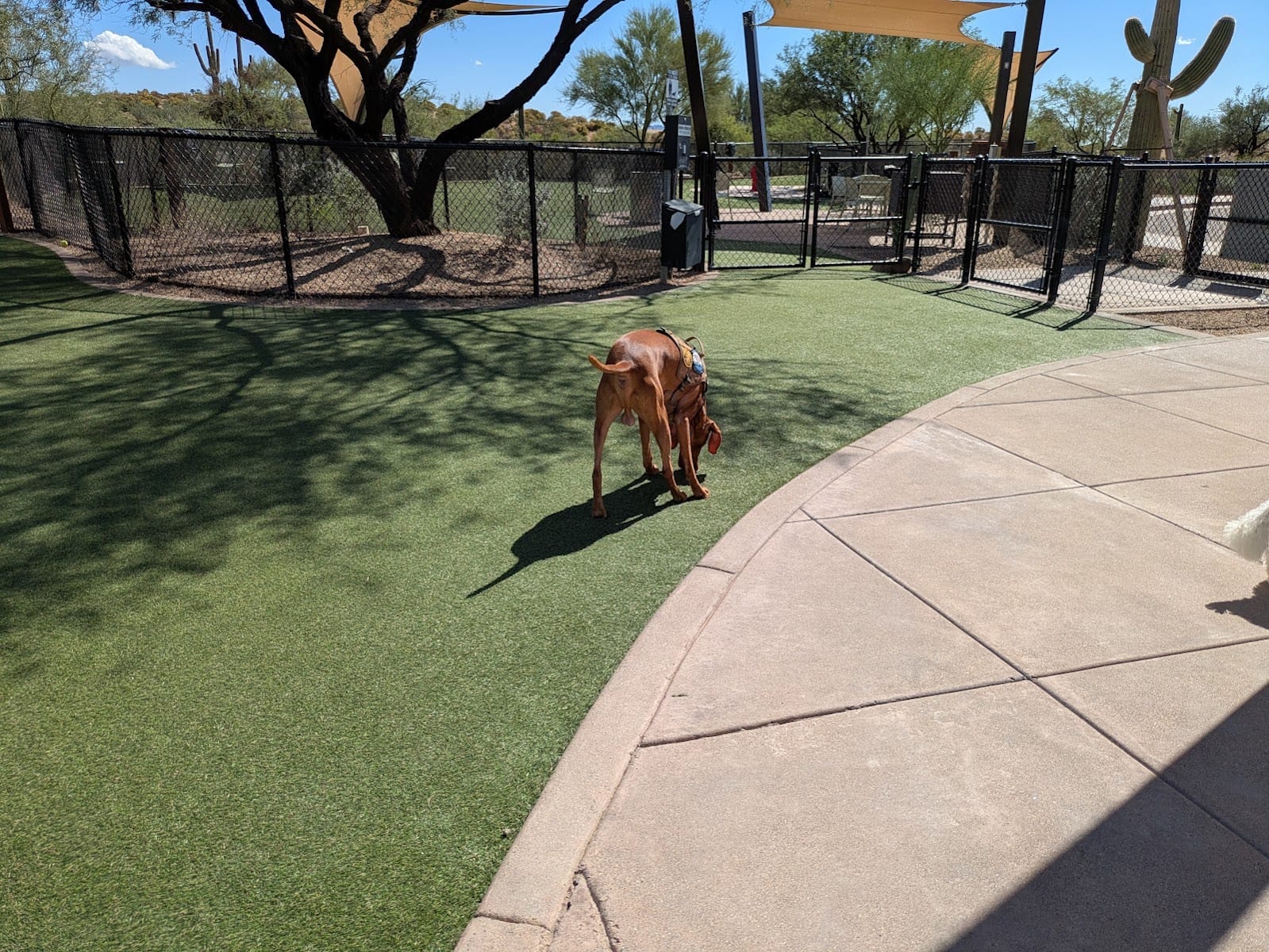 Desert Mountain Dog Park (private)