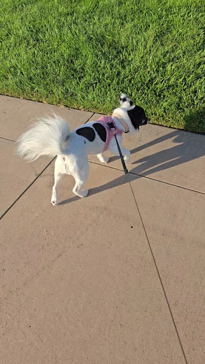 Dog Park, photo 2