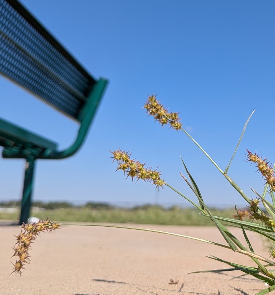 Shallowater Dog Park, photo 3