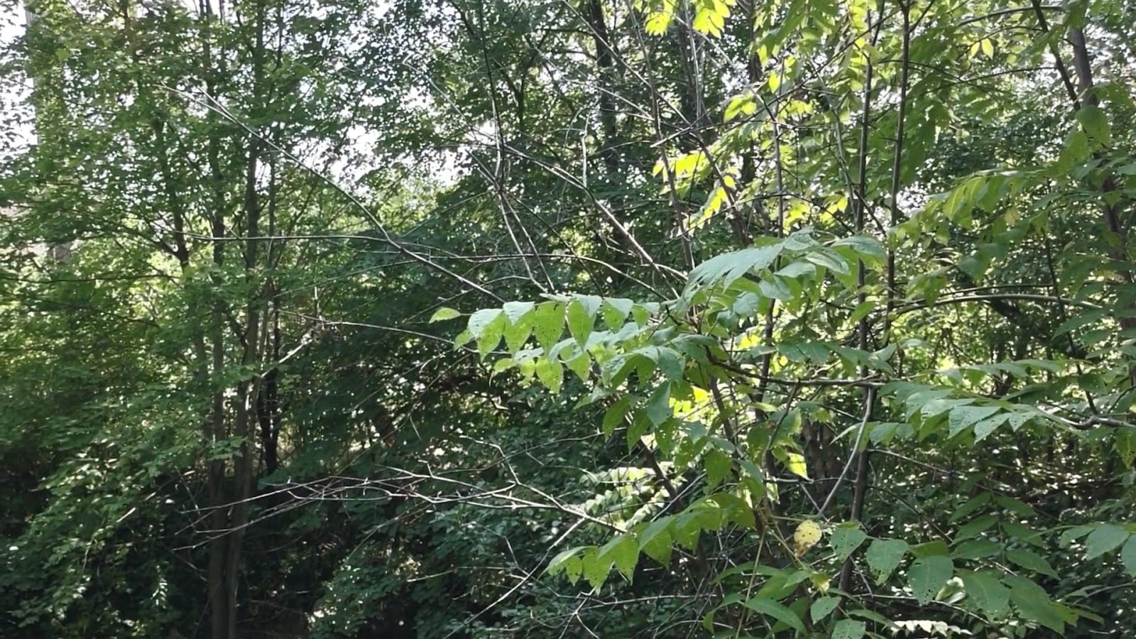 Wood's Park, photo 2