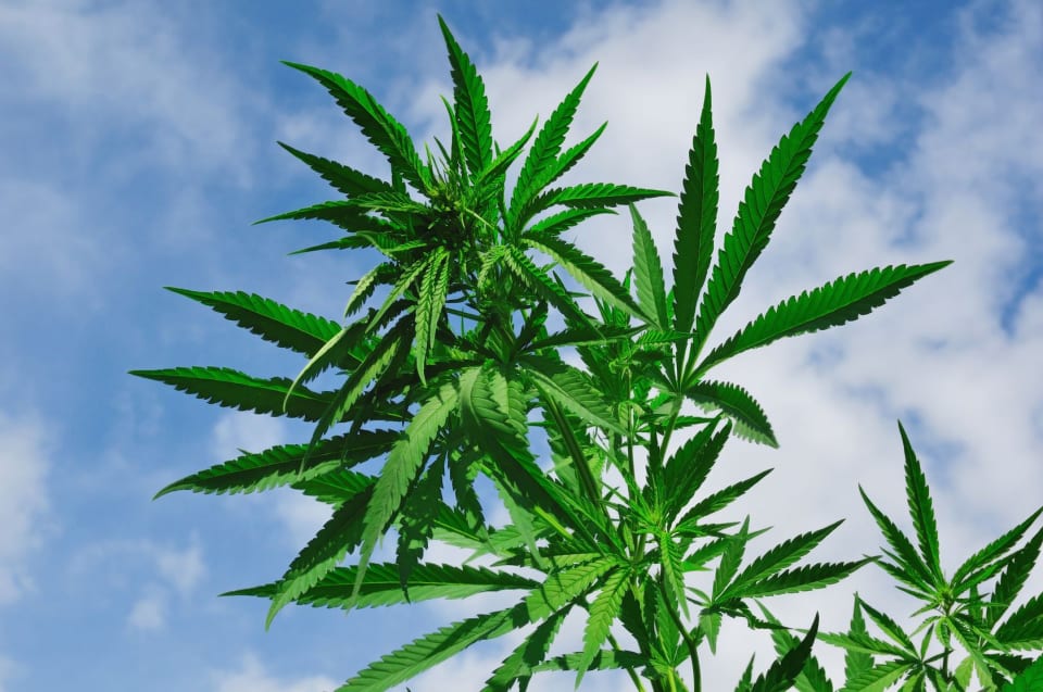Healing Leaf AZ Medical Marijuana Card Certification Doctor