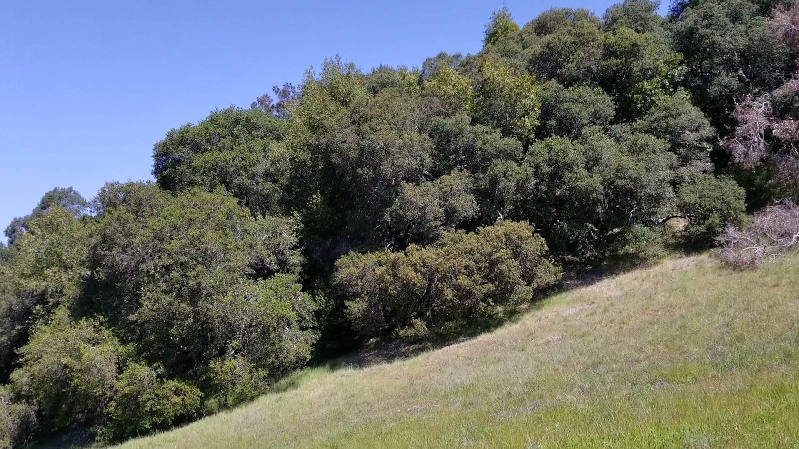 Westwood Hills Park, photo 2