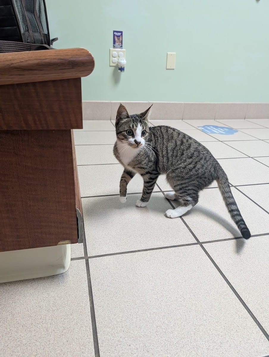 Cats & Critters Veterinary Hospital, photo 2
