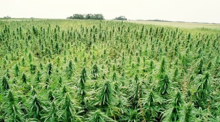 Mmj Doctor - Medical Marijuana Doctor, photo 2