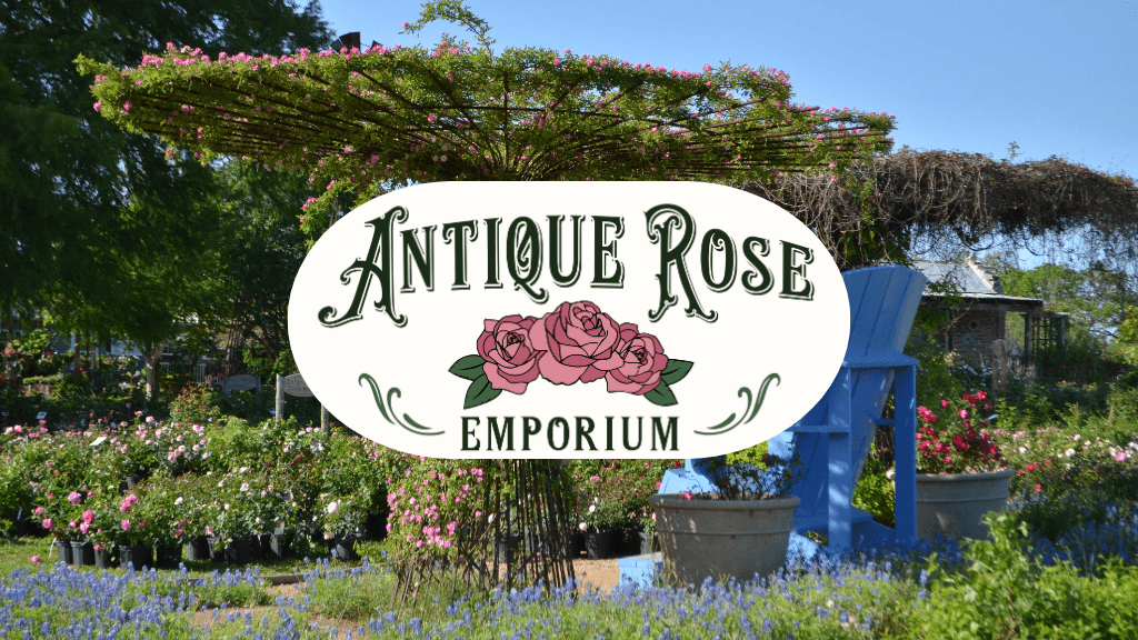 Antique Rose Emporium - Nursery & Display Gardens
