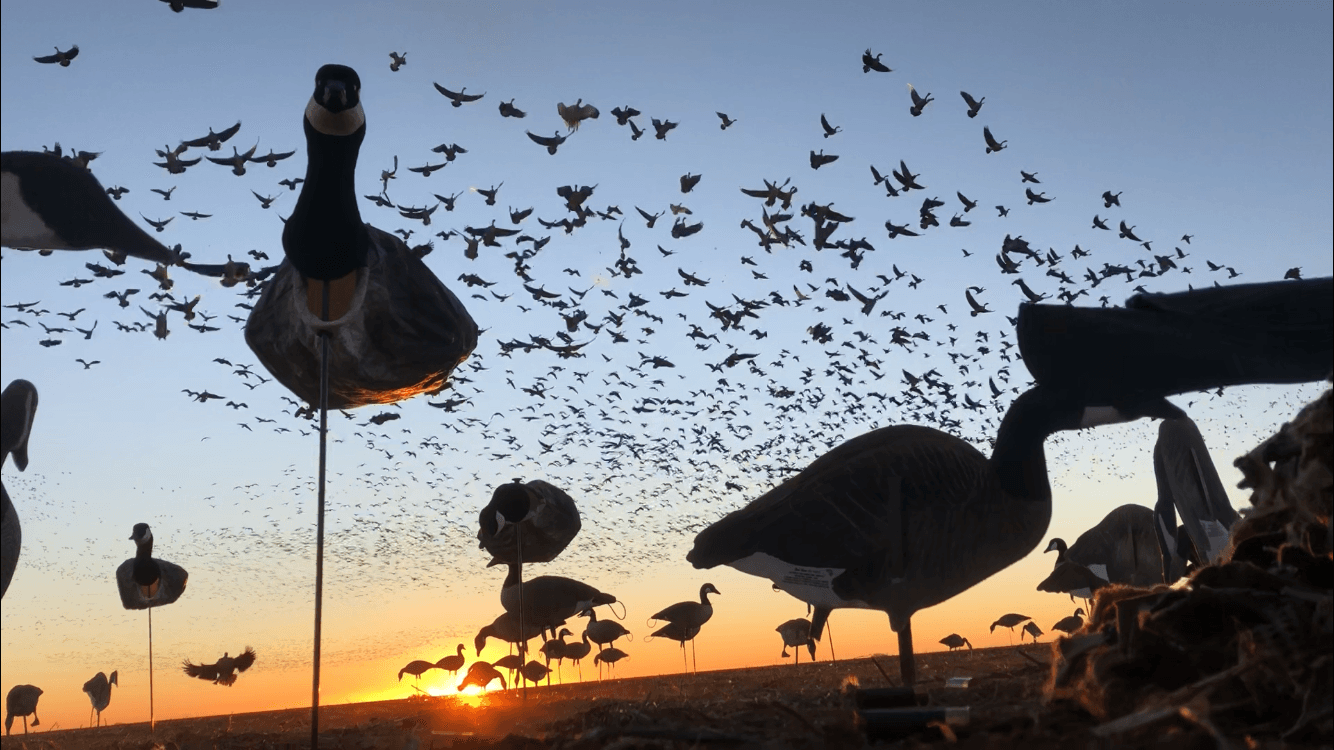 Tejas Waterfowl, photo 2