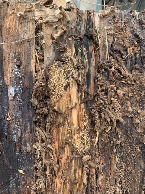 Smart Termite and Pest Control, photo 2