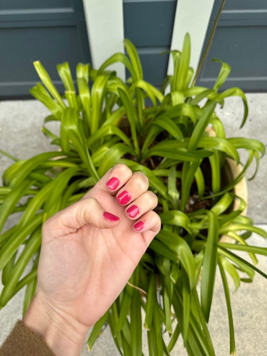 Sunflowers Nails in SF, photo 3