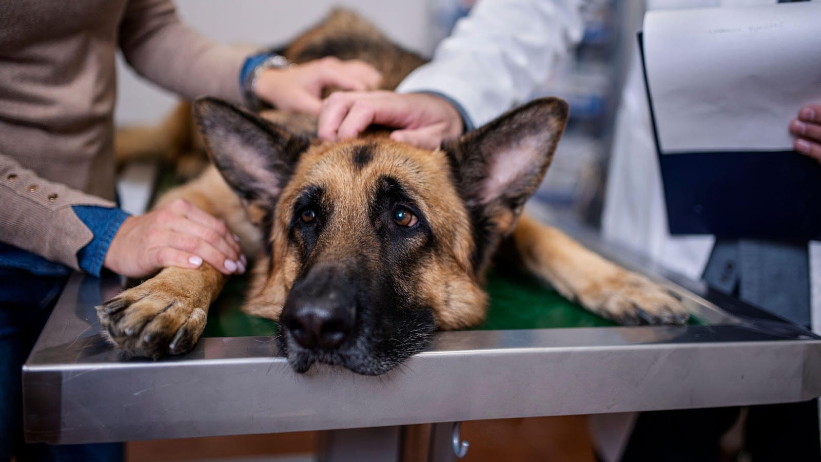 Banfield Pet Hospital, photo 4