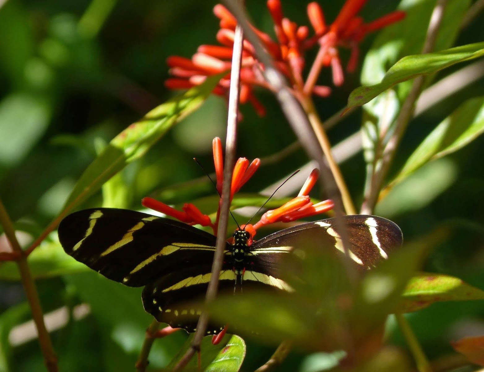 Florida Native Plants Nursery & Landscaping