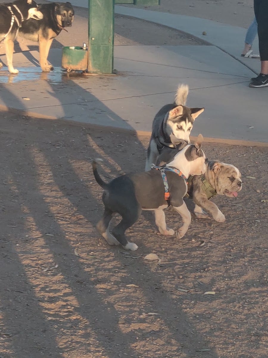 Miko's Corner Playground Dog Park
