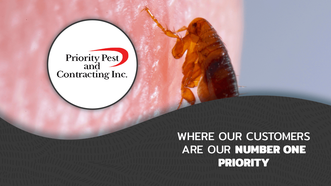 Priority Pest & Contracting, Inc, photo 4