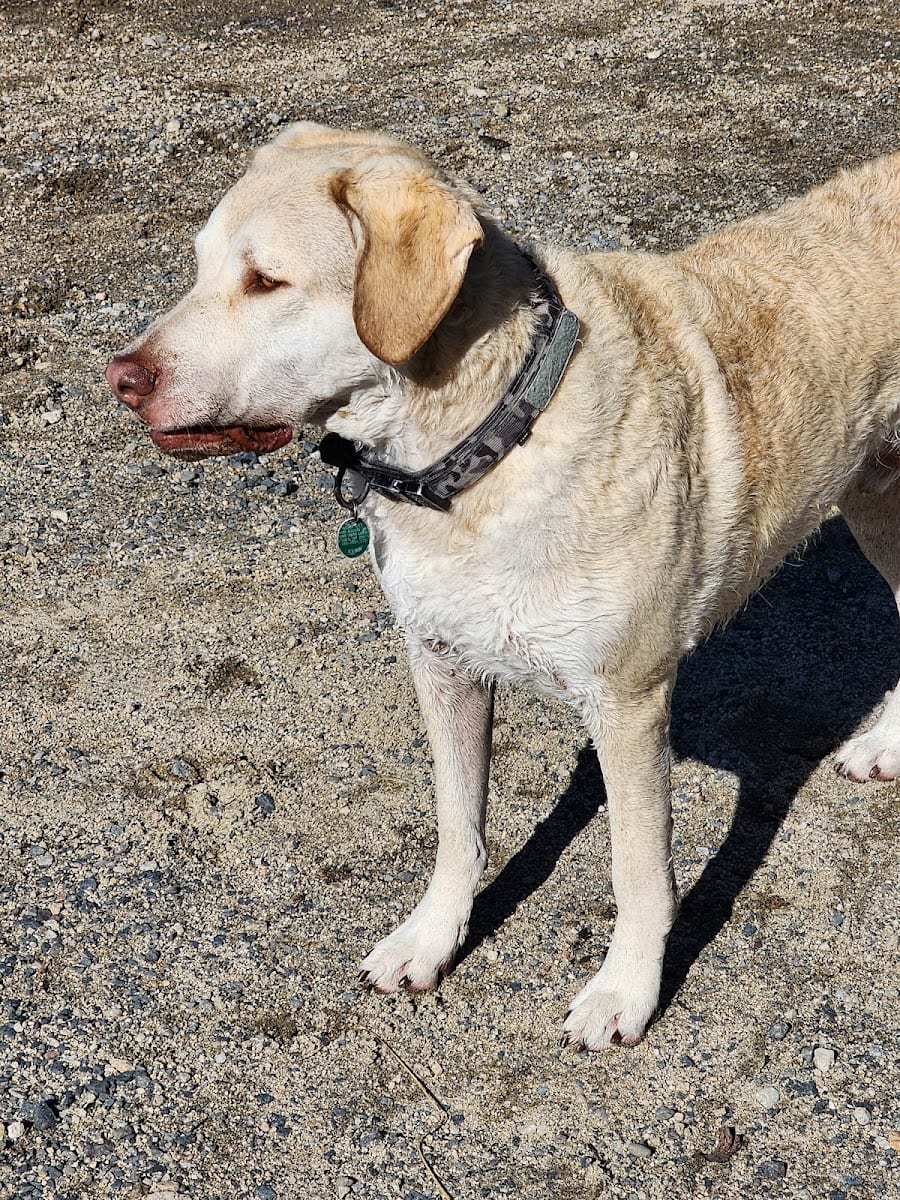 Paws Park, photo 2