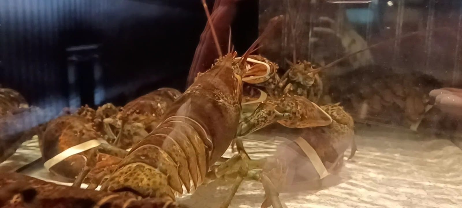 Red Lobster, photo 3
