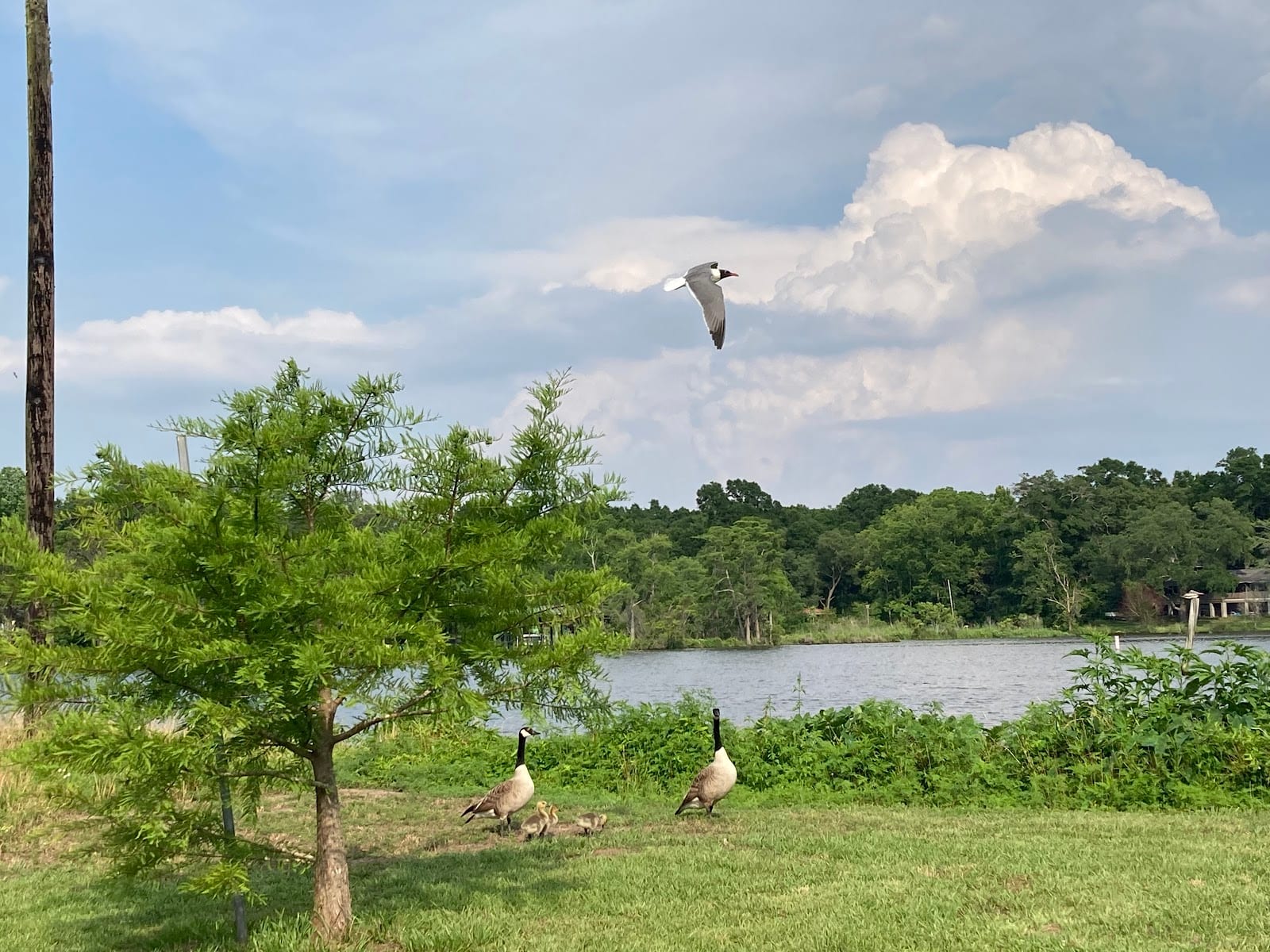 Dog River Park, photo 3