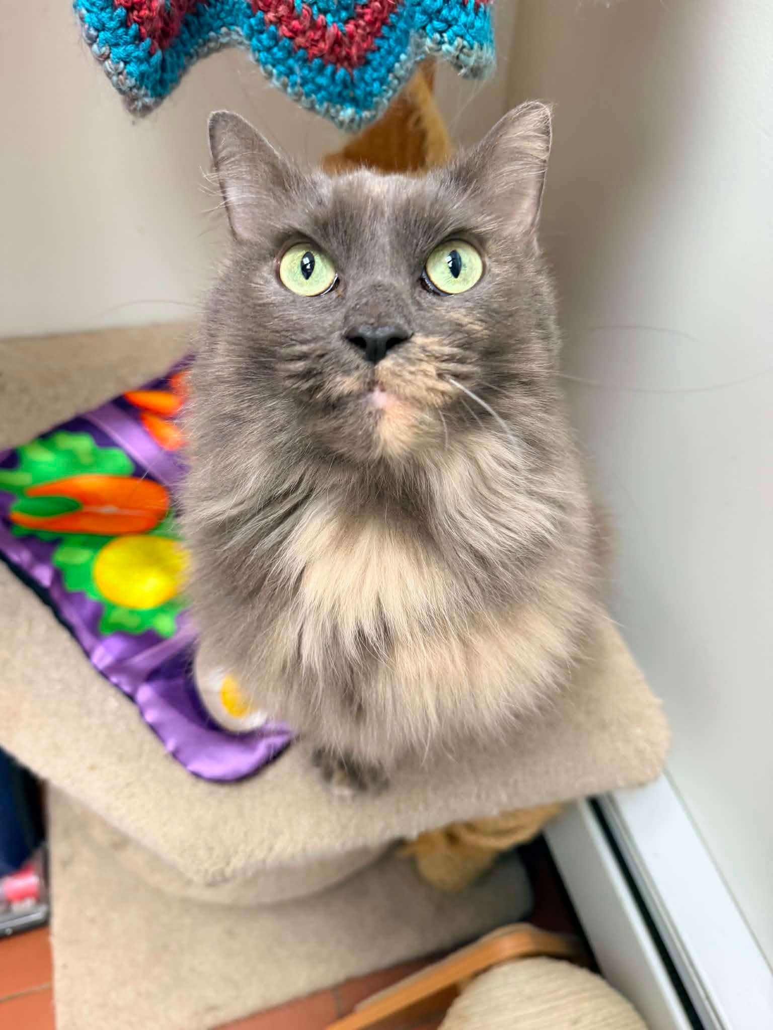 Pet Adoption in Old Town: Is a Senior Pet Right for You?