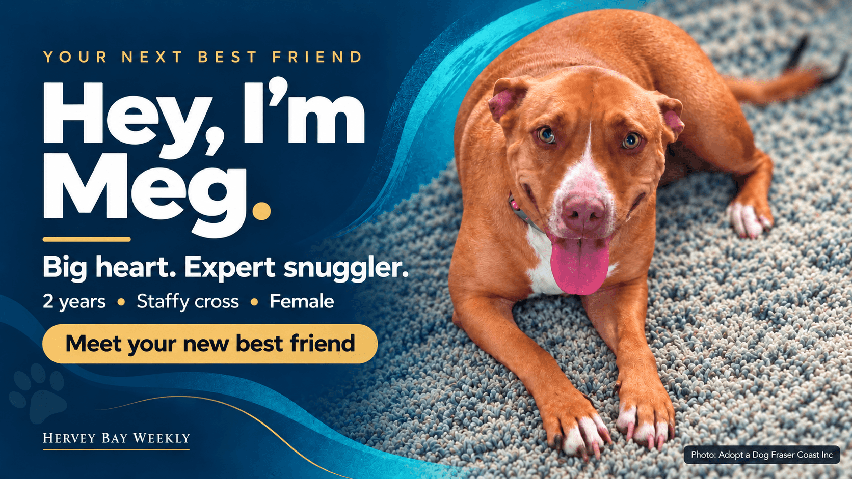 Meg, female Staffy cross