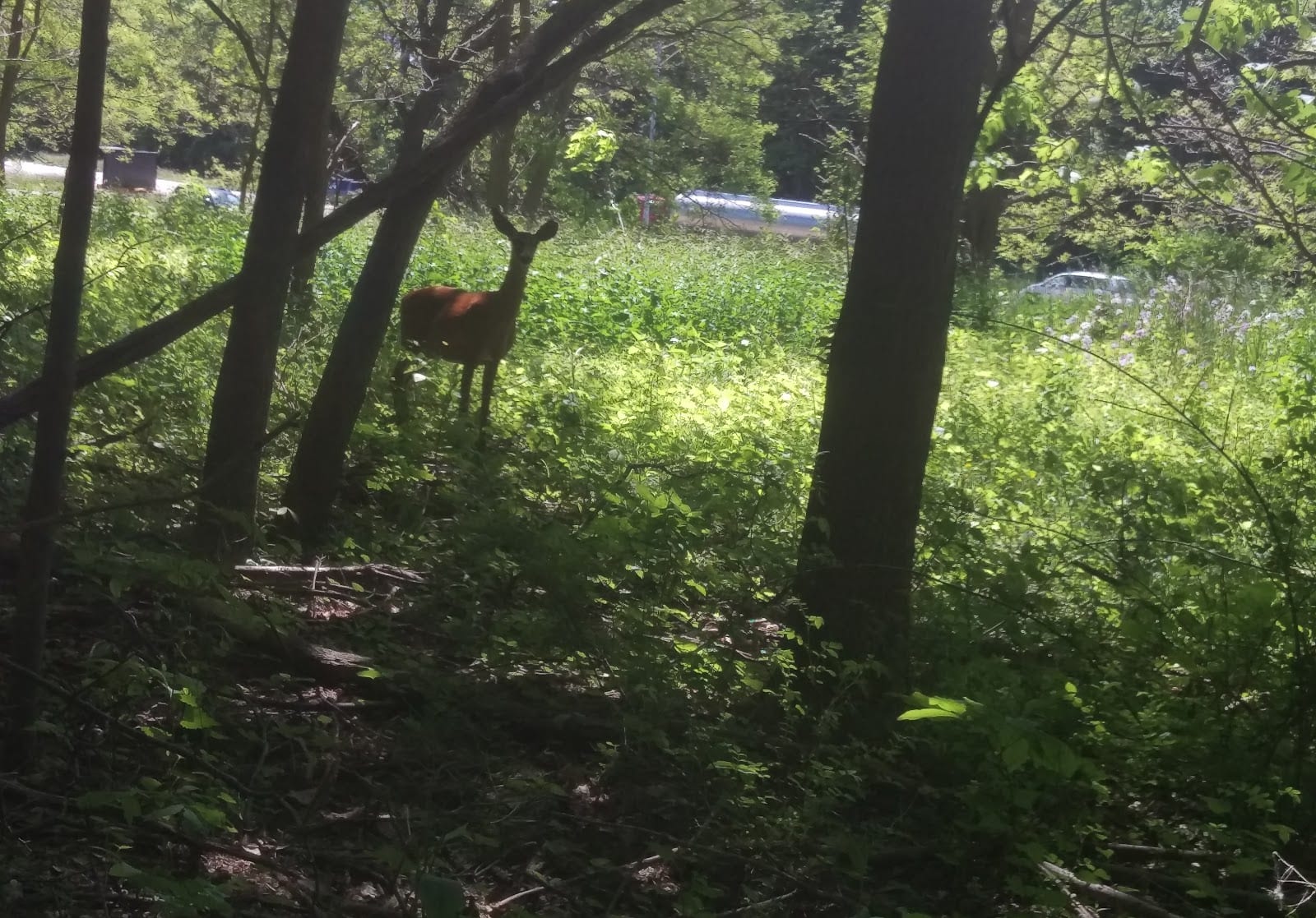 Tryon Park West