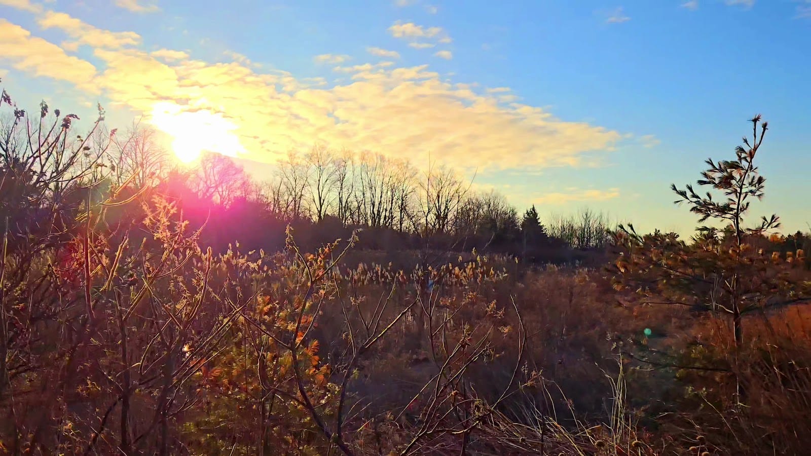 Collin Court Trail, photo 2