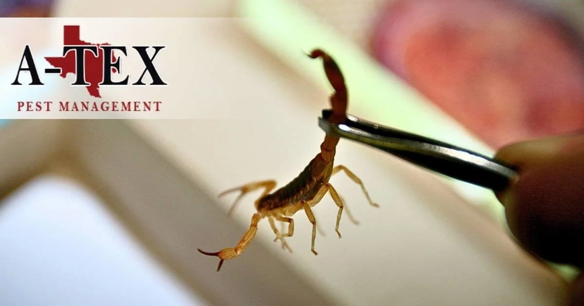 A-Tex Pest Management, Inc., photo 2