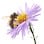 Oakley Honey Bee Removal