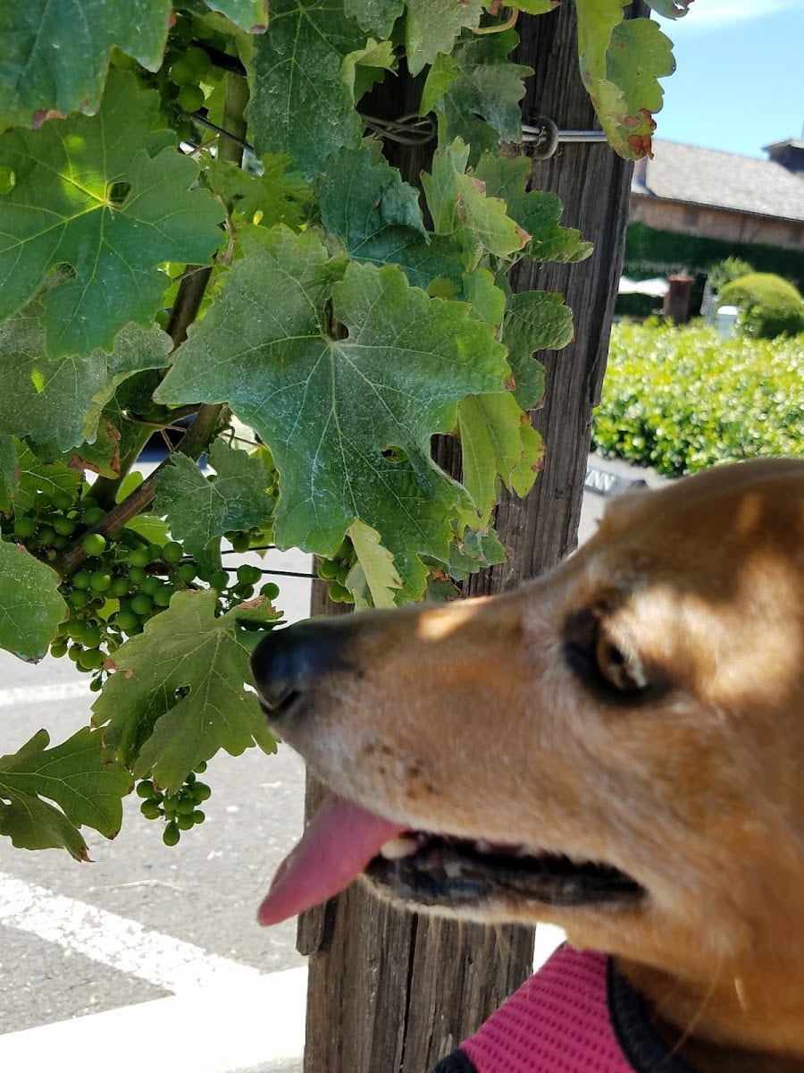 Visions of the Napa Valley