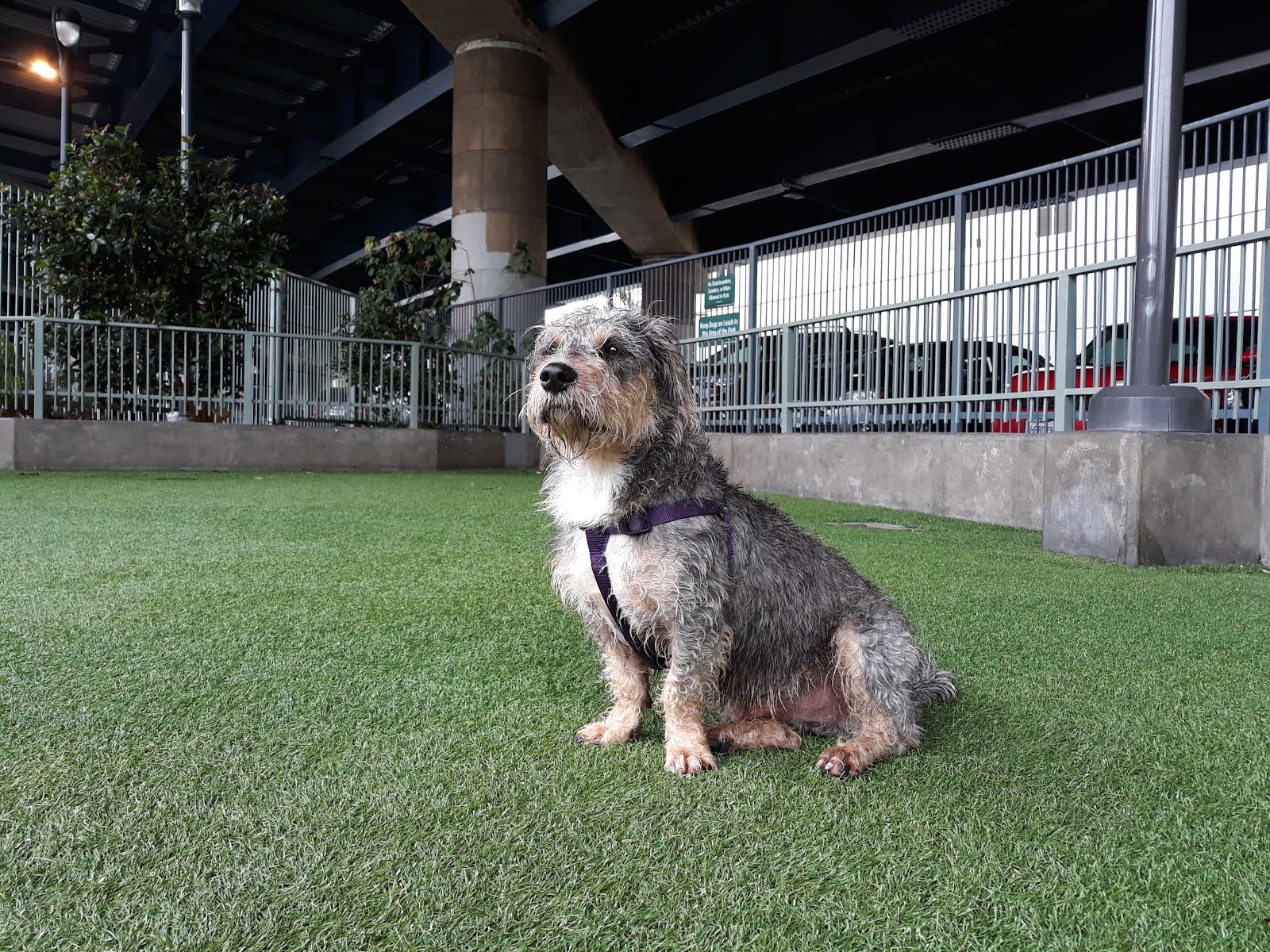 SoMa West Dog Park, photo 3
