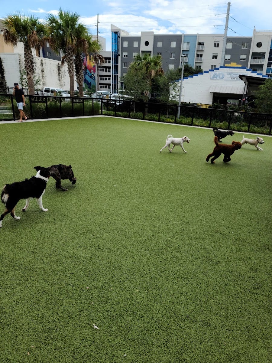 Dog Parks at Madison Street Park